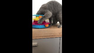 This curious kitty gets his head stuck inside his new toy