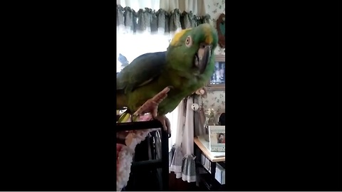 Parrot and human sing duet together