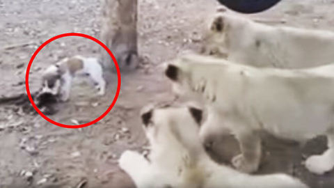 Lions Cubs vs Little dog fight over food