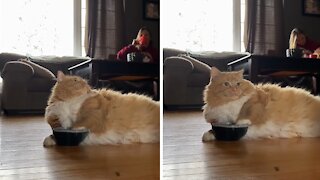 Chubby Cat Finds Genius Way To Tell Owner She's Hungry