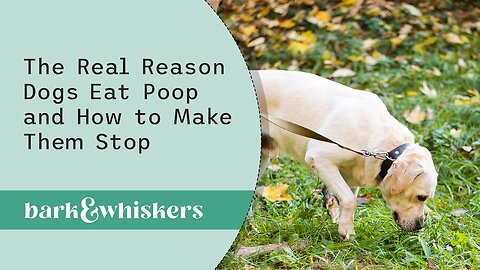 The Real Reason Dogs eat poop and How to make them stop