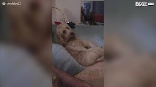 Ce chien s'assit sur le canapé comme un humain