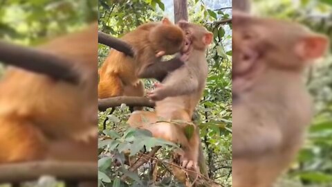 monkeys kissing on the mouth