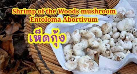 EP3: Shrimp of the Woods mushroom, Aborted Entoloma, Entoloma Abortivum เห็ดกุ้ง