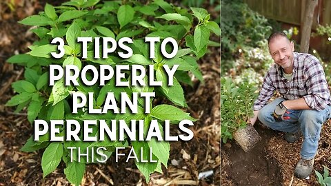 3 Tips to Properly Plant Perennials This Fall - #Shorts