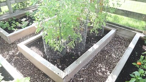 TNT #184: Easy DIY Tomato Cages / work better than store bought.