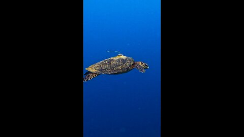 Hawksbill Turtle Guam