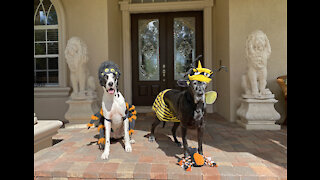 Funny Great Danes Are The Cutest Halloween Bugs