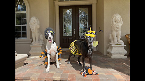Funny Great Danes Are The Cutest Halloween Bugs