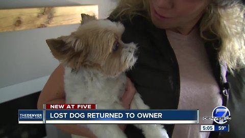 Lost dog returned to owner