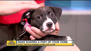 Pet of the week: Dharma is a special puppy needing a loving home after having leg amputated