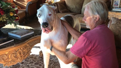 Harlequin Great Dane White Fur Shedding Storm **