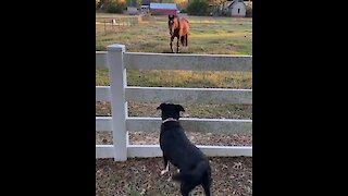 Dog and horse become unexpected friends