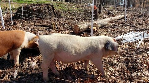 My EASY Electric Pig Fencing Setup