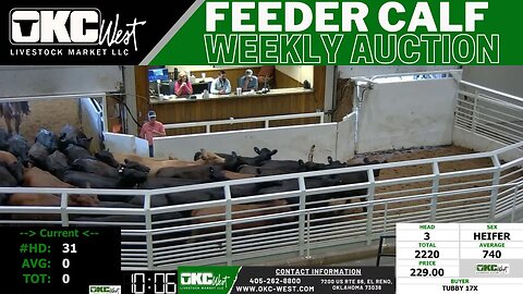8/30/2023 - OKC West Feeder Calf Auction