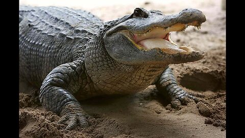 Florida Man Swims Head First Into 12 Foot Alligator