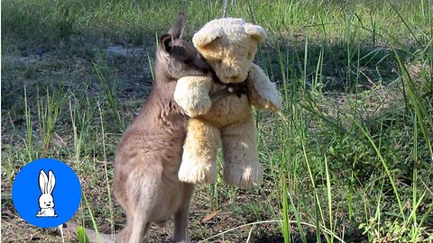 Baby Kangaroos & Joeys - CUTEST Compilation