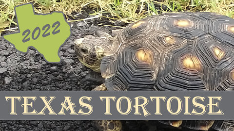 Texas Tortoise - Gopherus berlandieri