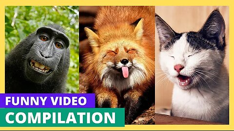 Funny animals - Funny cats / dogs - Funny animal videos / Best videos 2023