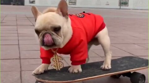 Bulldog With Incredible Skateboard Control..Possibly the coolest dog on the planet