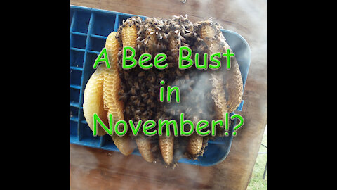 November Bee Bust