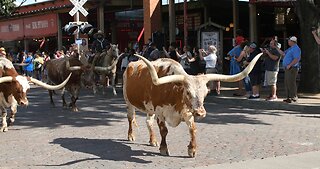 Roadfood Adventures USA: Dallas/Fort Worth to Austin, Texas