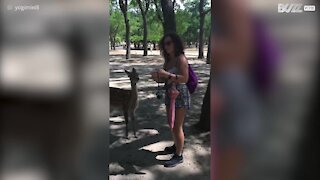 Cerbiatto geloso si vendica mordendo una turista