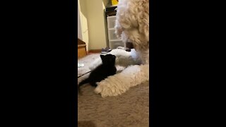 Big Dog Preciously Plays With Tiny Abandoned Kitten