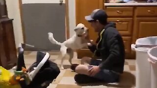 Dog Totally Loses It When Owners Come Home After Week Away