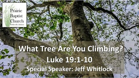 What Tree Are You Climbing? Luke 19:1-10 (A study on Zacchaeus)