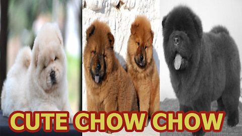 Cute Chow Chow Puppies and Dogs!!!