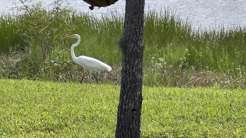 Great Egret Walks in Paradise- 10/7/2021- 4K