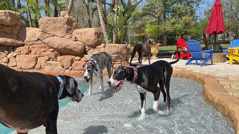 Vacationing Great Danes Head Straight For The Pool