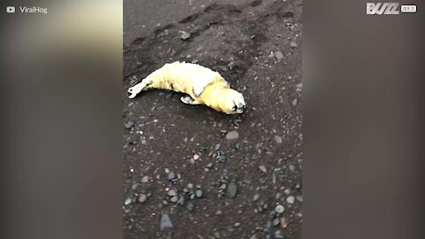 Un cucciolo di foca aspetta la mamma sulla spiaggia