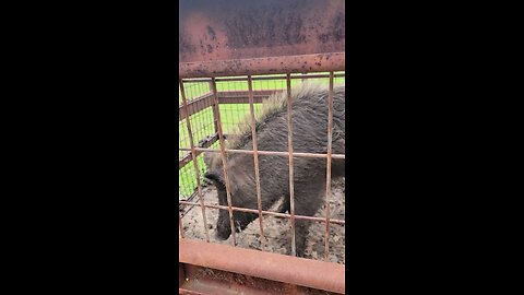 Trapped a barr hog. Tried to to kiss me.