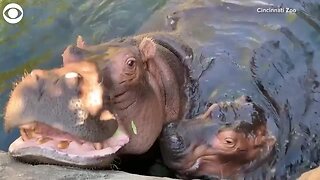 WEB EXTRA Fiona the Hippo Gives Mom a Smooch.mp4