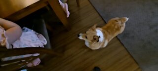 Corgi likes peanut butter and jelly #2