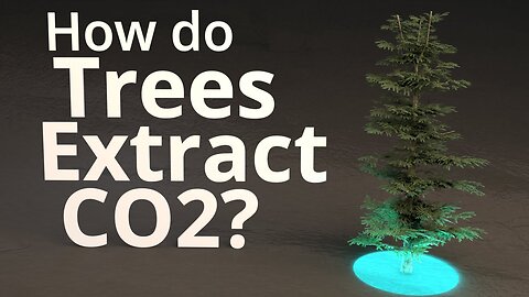How Do Trees Extract CO2
