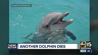 Dolphinaris faces tough questions after a third dolphin death in two years