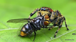 Jumping spider feasts on big juicy fly