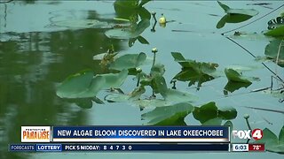 New algae bloom found in Lake Okeechobee