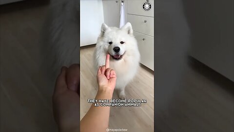 Samoyed ❤️‍🔥 Unconditional Love & Loyalty!