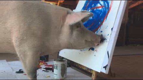 Pigcasso, le talentueux cochon peintre