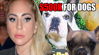 Lady Gaga offers $500K for her Dogs after Dog Walker Was Shot