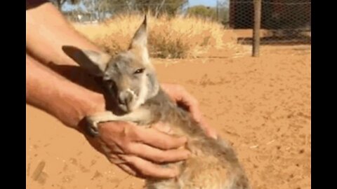 kangaroo baby
