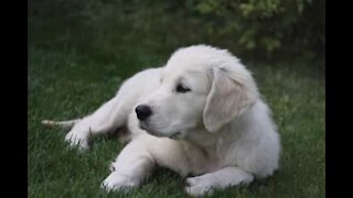 Man saves puppy from falling into lake