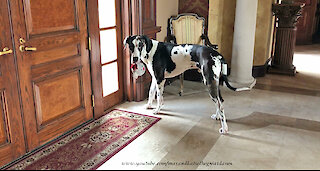 Funny Great Dane Pounces On His Squeaky Mouse