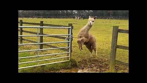 Funniest Farm Animals 2024