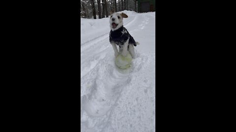 Dog exited for snowstorm