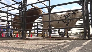 Professional Bull Riding Association returns to Nampa